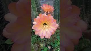 Trichocereus #cactus #flowers #nature #gardening #plants