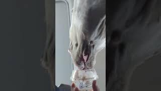 He Be Licking, Drooling & Foaming #highlights #shorts #pitbull #drooling #culvers #dog #funny #kiss