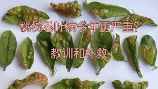 【桃树卷叶病】今年格外严重的原因｜发病了还能做什么？｜Peach Leaf Curl