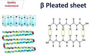 Beta sheet