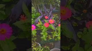 Flowers shorts #music #shorts #viral #trending #yt #homegarden #song #whatsappstatus #flowers