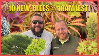 Japanese Maples Make You Jump for Joy! 10 New Trees on MrMaple at 10 am! Dec. 19th w/ Matt and Tim!