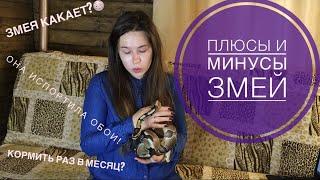 Плюсы и минусы змей. Стоит ли заводить змею?