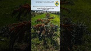 Тикени жок ,момосу чон чычырканактын осушу.Облепиха 0773456707 Улан ажы Нарматов