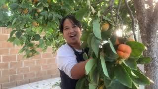 Persimmon Picking and Trimming in Carson, California