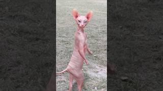 cats dance#trendingshorts #viralvideo