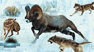 Argali - The largest wild mountain sheep in the world!