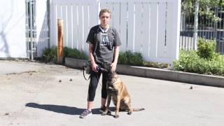 Training Tips for a Belgian Malinois