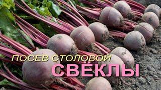 Посев столовой СВЕКЛЫ! Советы от ЗЕЛЕНОГО ОГОРОДА!