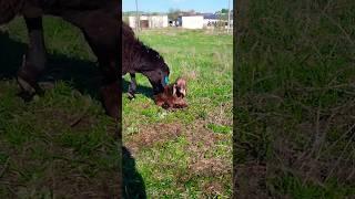 Баранчик от Симбы #овцы #2025 #animals #beautiful #животные #арашан #ферма #органика #эко #village