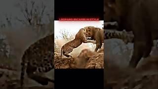 Lion vs leopard #trending #wildlife #leopard #lion #animals #shorts #shortvideo #youtubeshorts