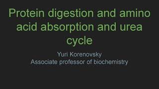 Protein digestion and amino acid absorption and urea cycle