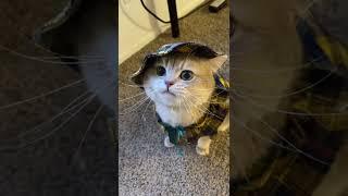 Cute cat meow sound Tiktok: meow cash