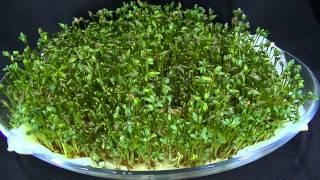 Cuckooflower Grass Growing Time Lapse