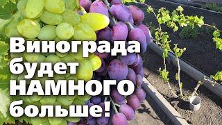 ФОРМИРОВКА ВИНОГРАДА ВЕСНОЙ.  Два способа   для молодых и взрослых кустов