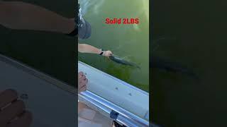 Solid 2 pounder