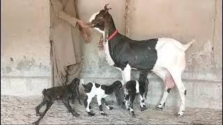 Muneer Ne Dil Loot Lia Pateri Goats  3 Bacho Wali Pure Pateri Goat Breed Pateri Goat Price #vlog