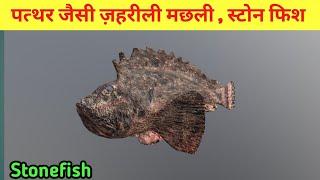 अविश्वसनीय पत्थर जैसी मछली स्टोन फिश || Stone fish Facts In Hindi ||