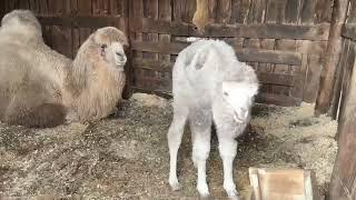 В барнаульском зоопарке впервые родился верблюжонок