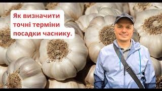 Коли саджати озимий часник на зиму згідно науки та з нашого досвіду.