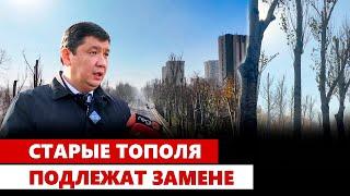 Старые тополя подлежат замене