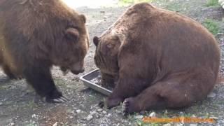 Jimbo helps himself to Leo's food