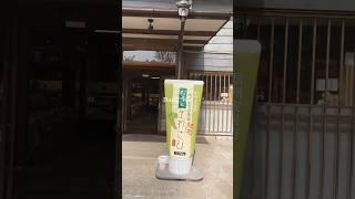 【日本長野縣】大王山葵農場 Wasabi Farm 安曇野信洲 湧水之鄉 大王わさび農場 初嘗Wasabi icecream 日本旅遊美食自遊行 Travel Japan Nagoya