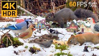 Christmas Cat TV  Joyful Winter with Birds and Squirrels  4K HDR 60FPS