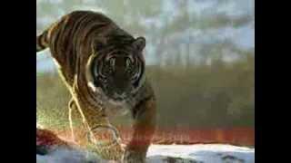 Esso Tiger TV Commercial