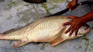 DAPAT IKAN INI BISA KAYA MENDADAK - ADA SESUATU DI DALAMNYA