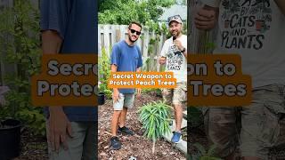 Secret Weapon to Protect Peach Trees #growyourownfood #shorts #peachtree #orchard #fruittrees