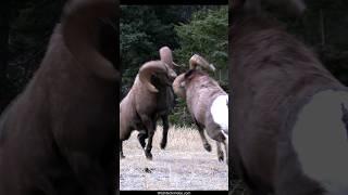 Bighorn Ram Rut Headbutts