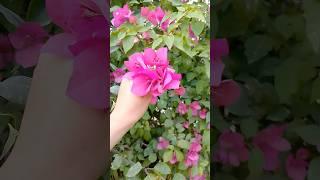 Beautiful #Viral Video #Viral#trending #Sheryar Official