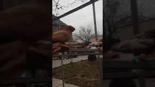 Узбекские бойные голуби Pigeon culbutant Ouzbékistan