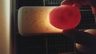 Овоскопирование индоутиных и гусиных яиц