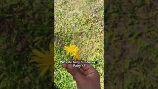 Why do hunters kill fairy’s? #hunters #fairy #fairyhunters #rp