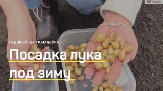 ПОСАДКА лука севка осенью. САЖАЕМ ЛУК под ЗИМУ. Советы от Мадейры.