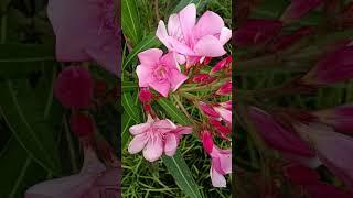 mind_blowing_flowar #shortvideo #love #live #nature #hijab #automobile