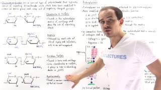 Glycosaminoglycans and Proteoglycans