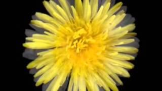 Funki Porcini - What are you looking at (Zen Tv)