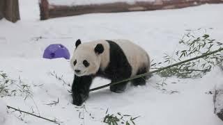 Jan. 6, 2025: Giant Pandas Bao Li and Qing Bao Play In The Snow