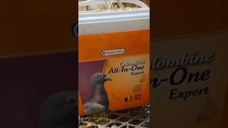 Straw for racing pigeon nest-golden eye loft,Racing Pigeon-Kabootar