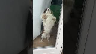 Super funny dogs video 