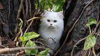 Beautiful White Persian Cat with Blue Eyes