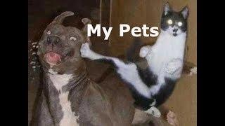 ALL MY PETS 2017.