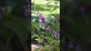 The PERFECT garden perennial!
