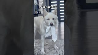 So you want a Husky?  #husky #puppies #funnyhuskyvideo