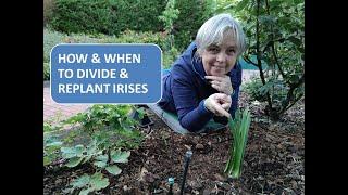 HOW TO DIVIDE AND REPLANT IRIS / HOW AND WHEN TO DIVIDE AND REPLANT BEARDED IRIS