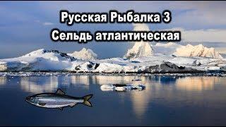 Русская рыбалка 3. (Russian Fishing). Сельдь атлантическая.