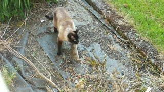 Rabbit Escapes Cat, Gets Eaten by Owl || ViralHog